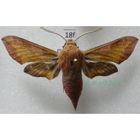 Deilephila porcellus (Linnaeus, 1758) Poland18f